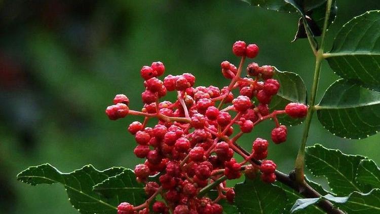 花椒树种植及养护详解（从选购到细节全方位介绍）