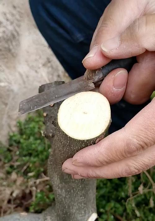 花椒树嫁接时间和方法（如何正确地嫁接花椒树）