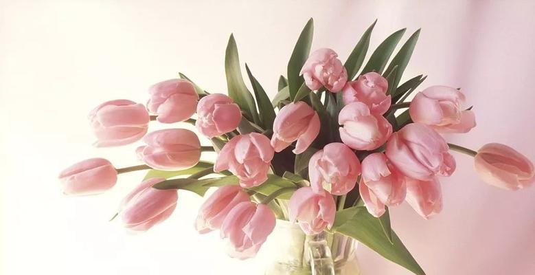 探寻郁金香花语与寓意（用一朵郁金香）