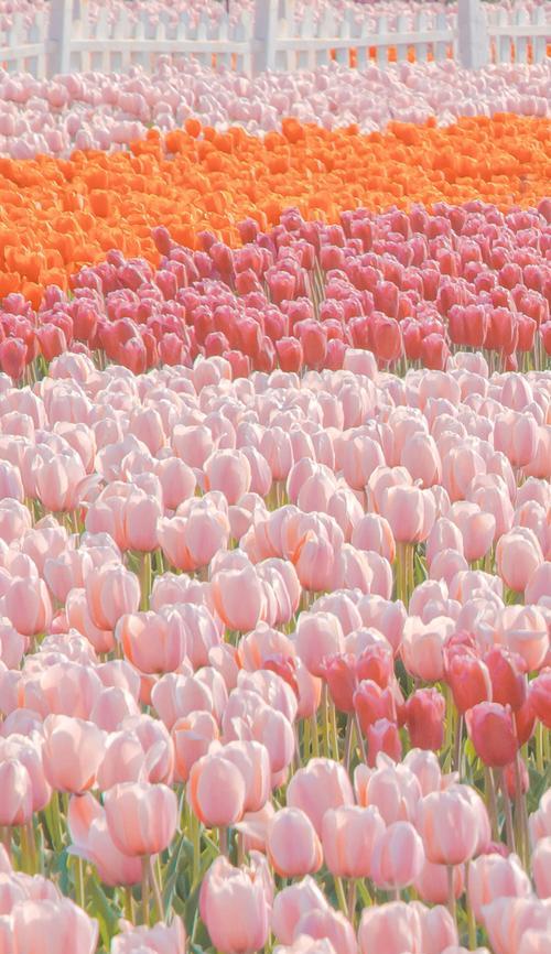 郁金香花语与寓意（探秘郁金香的美丽与深意）