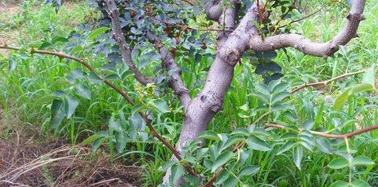 花椒树盆栽的种植与管理技术（打造花园中的佳木美树）