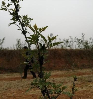 花椒树剪枝时间及技巧（掌握剪枝窍门）