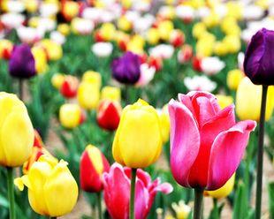 郁金香花语的深意（揭示郁金香花束数量的隐含含义）