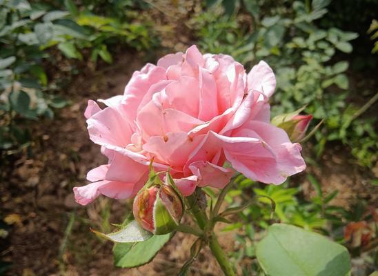月季花的寓意与象征（探寻月季花的深层含义与美学意义）