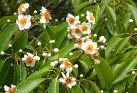 花期长的树种（探秘在四季中绽放的树）