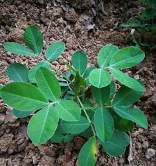 花生药用大全（了解花生的多种药用价值）