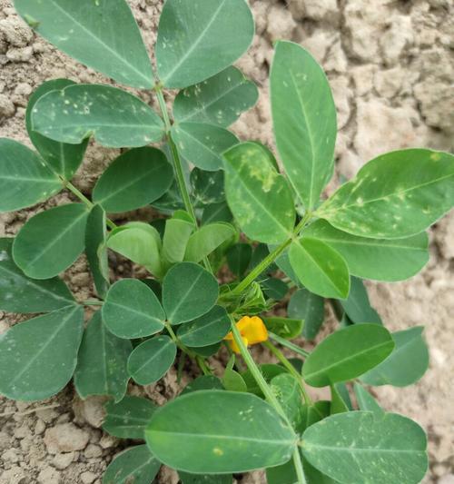 探秘花生的花（颜色、形状、样子全解析）