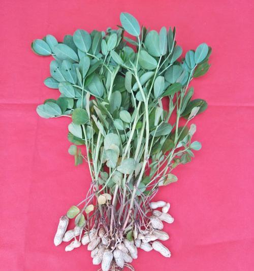从“品”中寻找花生魂，解读花生文化（从“品”中寻找花生魂）