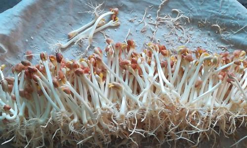 花生发芽了可以吃吗（探讨花生发芽的营养价值和食用方法）