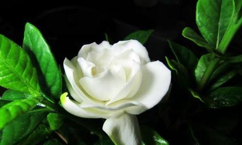 栀子花——花开寓意，美丽如梦（栀子花的花语及其文化内涵）