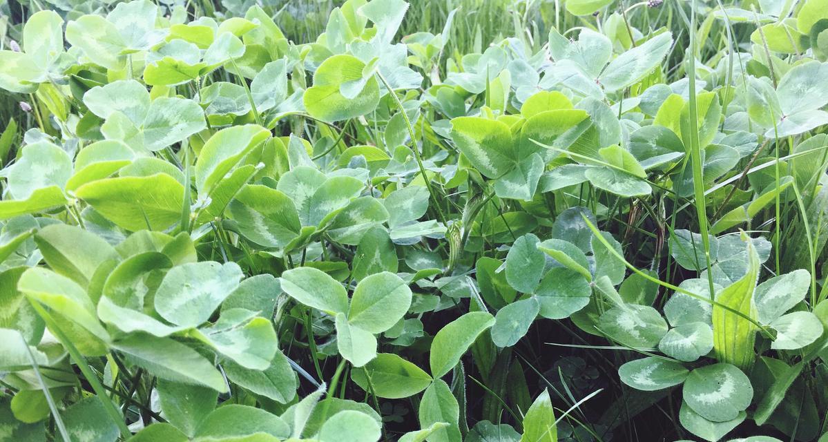 花生的开花季节与特点（春季来临）