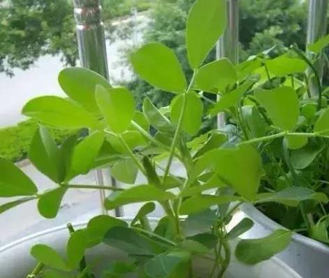 花生发芽期及注意事项（从播种到萌芽）