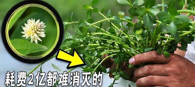花生的浇水周期与方法（了解花生浇水的正确方法）