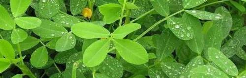 花生的生长过程（几月开花几月结果）