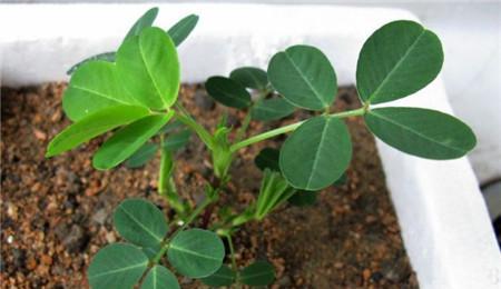花生的正确浇水方法（科学浇水）