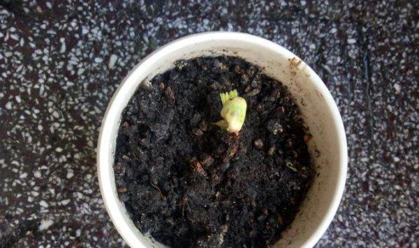 花生壳种植花卉指南（从选材到养护）