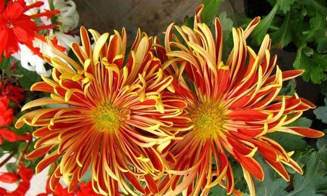 中国十大名花（揭示名花背后的象征意义）