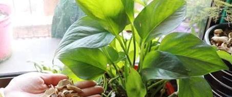花生壳养什么花好（利用废弃物品DIY）