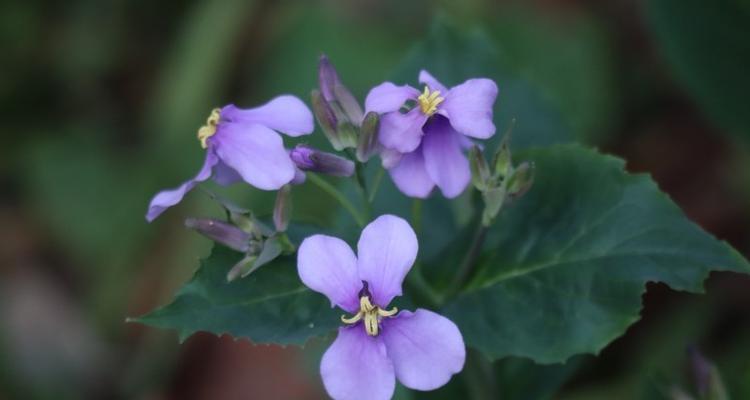 以诸葛菜花语为主题的文章（透过菜花语）