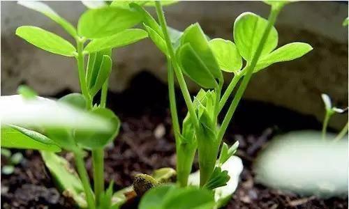 花生种植的最佳季节（掌握花生种植的时间和技巧）