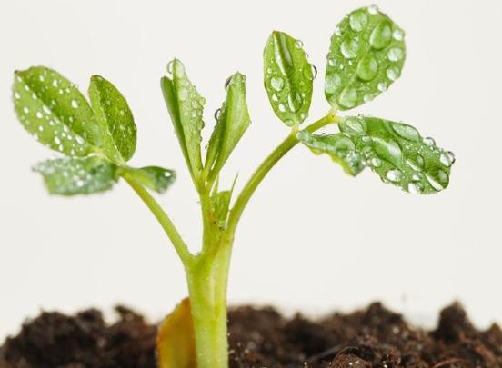 花生发芽长叶的时间与注意事项（了解花生发芽的生长规律）