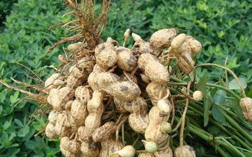 如何科学施肥，让花生生长更茂盛（掌握花生施肥技巧）