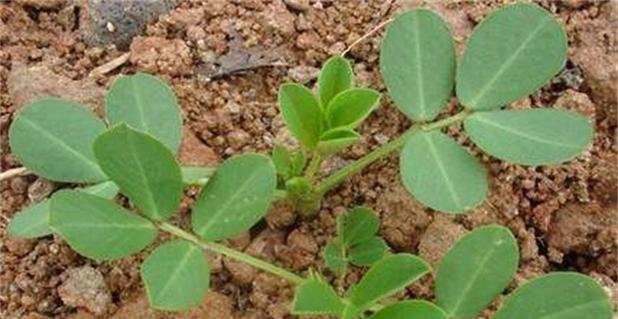 花生的分类及特点（花生是否为被子植物）