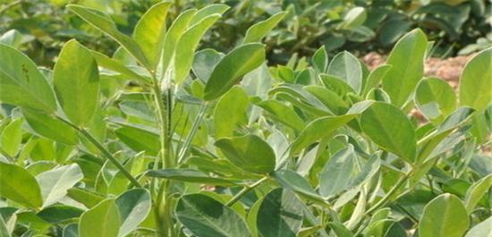 探究花生的种植与管理（从种子到收获的全过程）