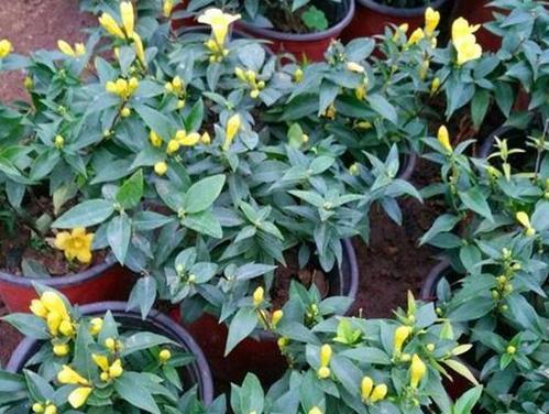 花生油可以浇花吗（解析花生油的浇花效果与注意事项）