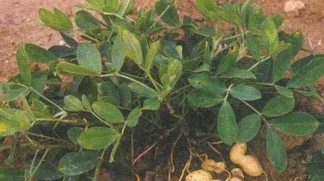 花生种子的毒性与防范措施（揭秘花生种子的危害）