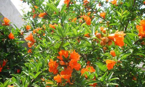 花石榴的开花频率与护理要点（掌握花石榴的开花规律）