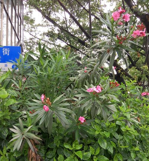 梅花树修剪方法大全（掌握正确的修剪技巧让梅花树更美丽）