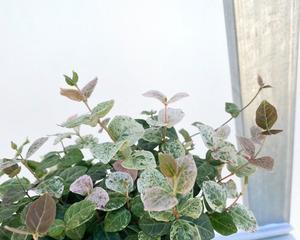 花叶络石的水培方法（学会这个方法）