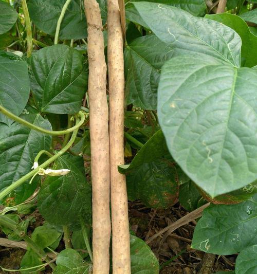 淮山种植全攻略（从栽培到收成的种植技术详解）