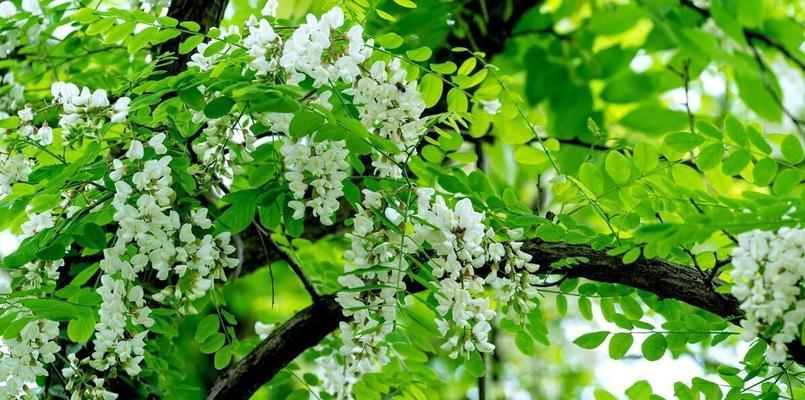 槐树花的颜色和特点（槐树花的形态）