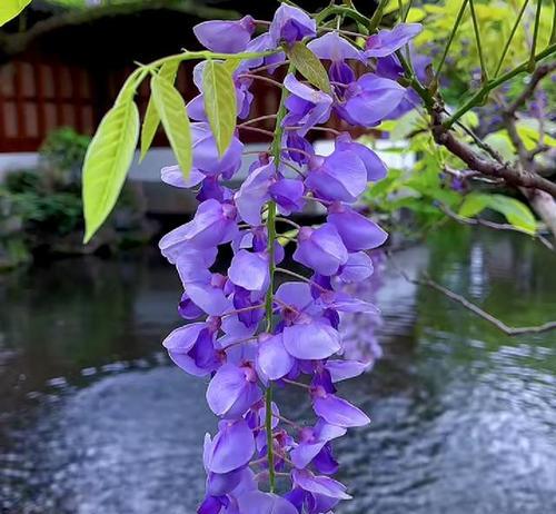 紫藤花语与其象征意义（紫藤花的美丽与内涵）