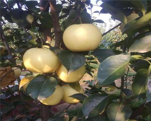 皇冠梨到底含糖量高不高（揭秘皇冠梨的真实含糖量）