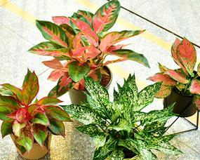 如何让皇后花茁壮成长（种植技巧和养护经验分享）
