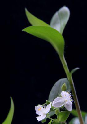 白花紫露草的花语及其象征意义（探索白花紫露草的秘密与美丽）