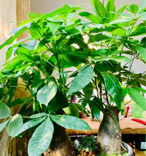 皇竹草套种之选择植物指南（打造多彩生态景观）