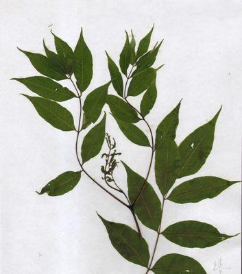 保护生态，关注黄柏（黄柏是否属于保护植物）