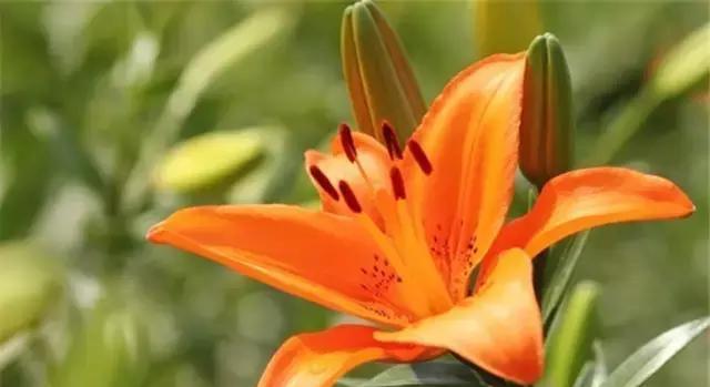 百合大全花语(百合花语的深意与传统文化内涵) 百合大全花语(百合花语的深意与传统文化内涵)