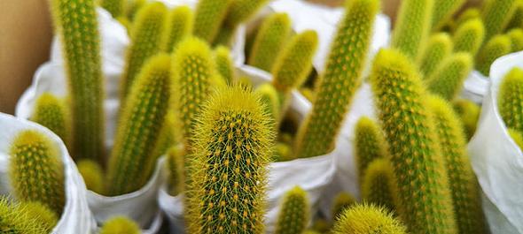 黄刺金琥开花图解及特性分析（探秘黄刺金琥的奇妙花语）