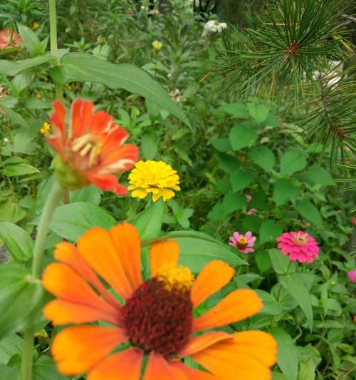 百日草花语之美——青春绽放的象征（百日草的花语及象征意义）