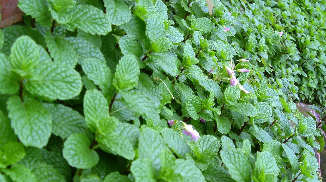 薄荷的花语（花开在夏日）