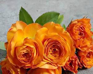 橙色月季花的象征意义与传说（探寻橙色月季花的神秘内涵）