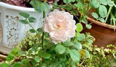 黄豆水浇月季花有什么好处（月季花成长的秘密在这里）