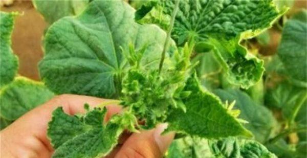 黄瓜种植技巧（时间）