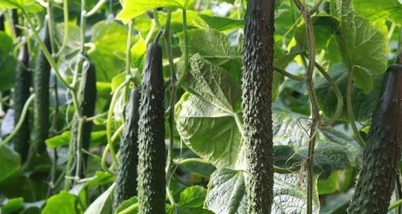 黄瓜成熟的季节与关键期（5月至9月是黄瓜成熟的主要季节）