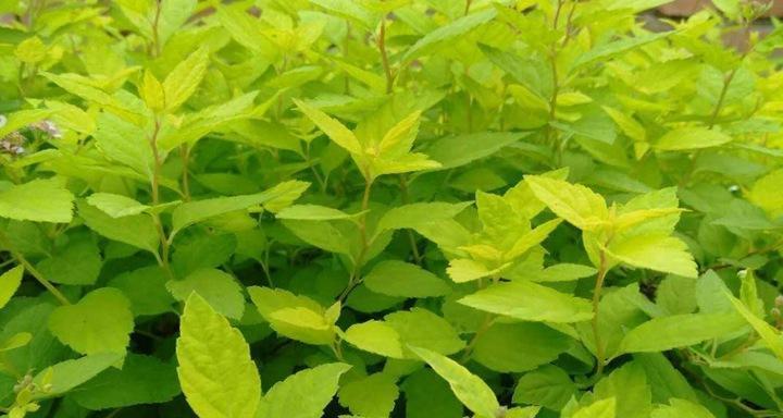 金山绣线菊的花语之美丽与坚毅（探索金山绣线菊的花语与寓意）